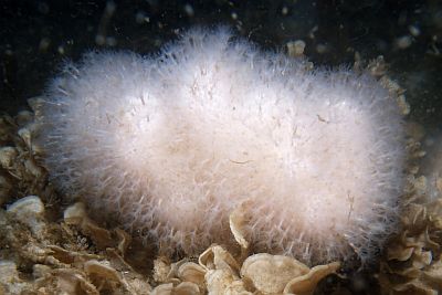 Alcyonium_digitatum_002_XL_k