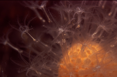 Alcyonium_digitatum_003_XL_k