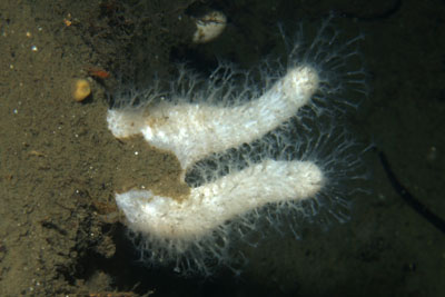 Alcyonium_digitatum_026_XL_k