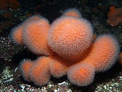 Alcyonium_digitatum_051_XL_k
