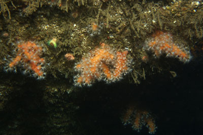 Alcyonium_glomeratum_001_XL_k