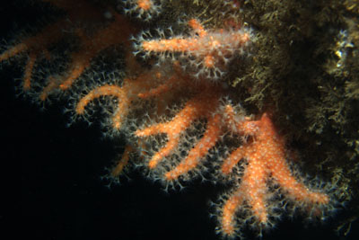 Alcyonium_glomeratum_007_XL_k