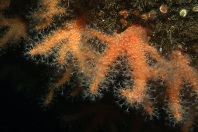 Alcyonium_glomeratum_008_XL_k