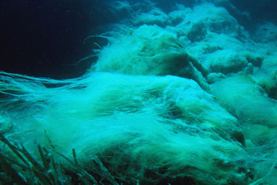 AlgeAcinetospora_003_XL_k