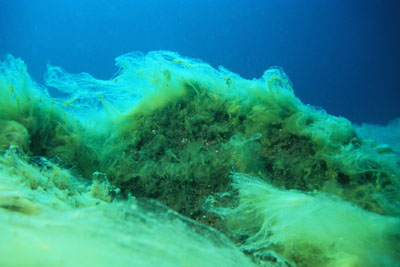 AlgeAcinetospora_008_XL_k