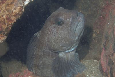 Anarhichas_lupus_004_XL_k