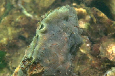 Aplidium_gladbrum_015_XL_k Aplidium_gladbrum_015_XL_k