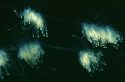 Apolemia_uvaria_010_k