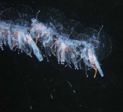 Apolemia_uvaria_01_k