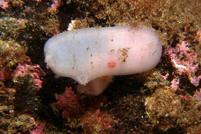 Ascidia_virginea001_XL_k Ascidia_virginea001_XL_k