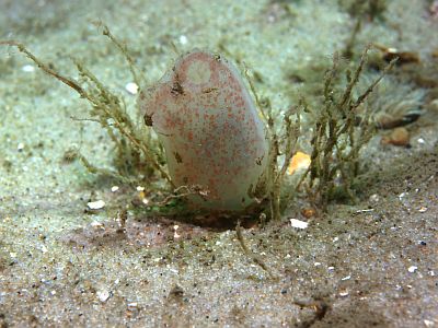 Ascidiella scrabaXL_003_k Ascidiella scrabaXL_003_k