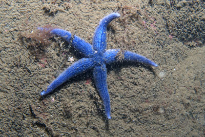 Asterias_rubens_013_XL_k