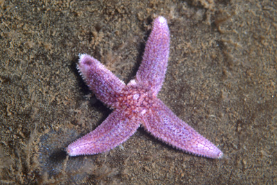 Asterias_rubens_deform_001_XL_k