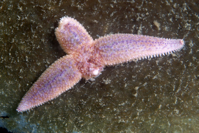 Asterias_rubens_deform_002_XL_k