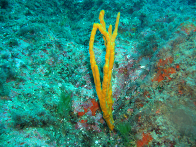 Axinella_polypoides_007_XL_k Axinella_polypoides_007_XL_k