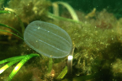 Beroe_cucumis_008_XL_k Beroe_cucumis_008_XL_k