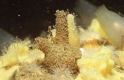 BlaugrSeescheide_k02 BlaugrSeescheide_k02