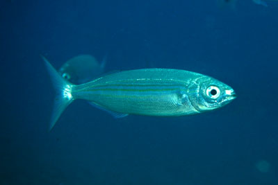 Boops_boops_901_XL_k