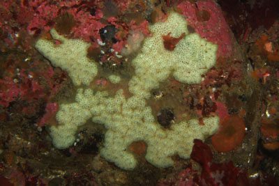 Botryllus_schlosseri_004_XL_k Botryllus_schlosseri_004_XL_k