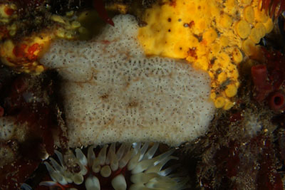 Botryllus_schlosseri_006_XL_k Botryllus_schlosseri_006_XL_k