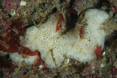 Botryllus_schlosseri_011_XL_k Botryllus_schlosseri_011_XL_k