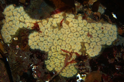 Botryllus_schlosseri_015_XL_k Botryllus_schlosseri_015_XL_k