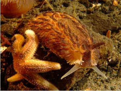 Breitwarzige_Fadenschnecke_k