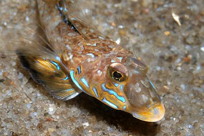 Callionymus lyra_m_011_XL_k