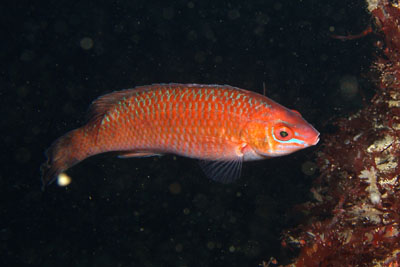 Centrolabrus_exoletus_006_XL_k