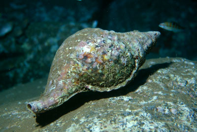 Charonia_lampas_901_XL_k