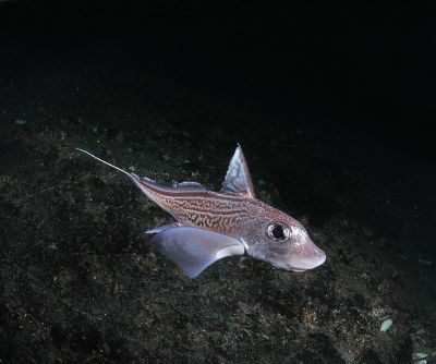 Chimaera_monstrosa16_k