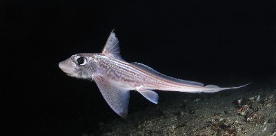 Chimaera_monstrosa6_k