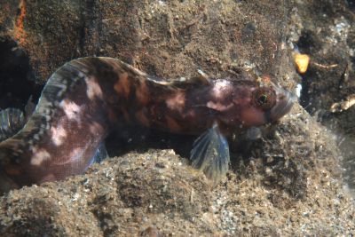 Chirolophis_ascanii_XL_002_k