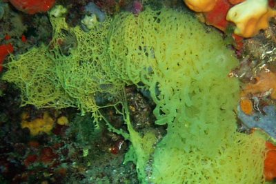 Clathrina_clathrus_004_XL_k Clathrina_clathrus_004_XL_k