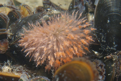 Clava_multicornis_m_001_XL_k02