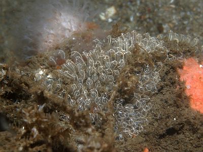 Clavelina_lepadiformis_0002_XL_k Clavelina_lepadiformis_0002_XL_k