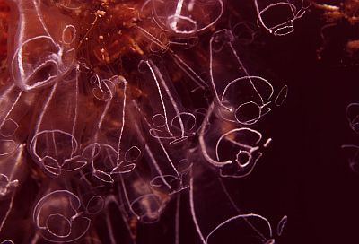 Clavelina_lepadiformis_002_k Clavelina_lepadiformis_002_k