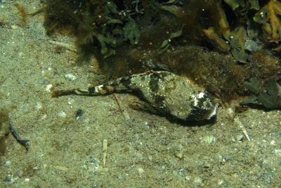 Cottunculus_microps_013_XL_k