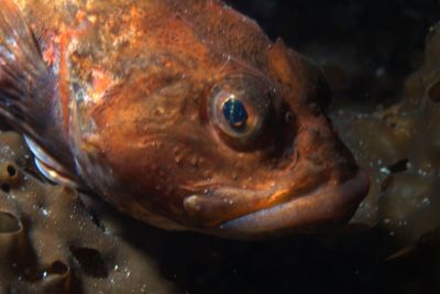 Cottunculus_microps_031_XL_k