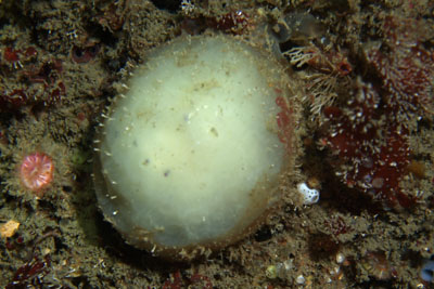 Craniella_zetlandica_001_XL_k