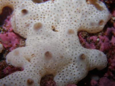 Didemnum_albidum_01_k Didemnum_albidum_01_k