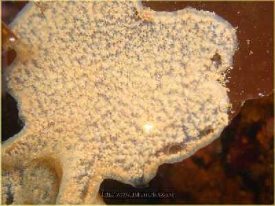 Diplosoma_listerianum_k Diplosoma_listerianum_k