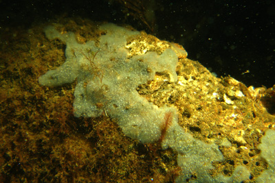 Diplosoma_spongiforme02_XL_k Diplosoma_spongiforme02_XL_k