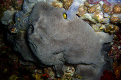 Dysidea_fragilis_002_XL_k