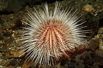 Echinus_acutus_010_XL_k