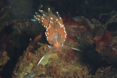 Facelina_bostoniensis_041_XL_k