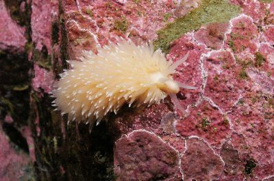 Flabellina salmonacea2_k