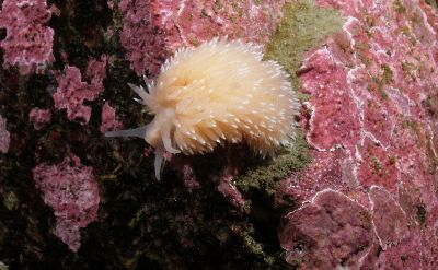 Flabellina salmonacea 1_k