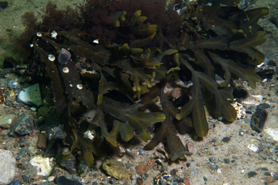 Fucus_spiralis_002_XL_k
