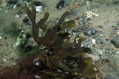 Fucus_spiralis_005_XL_k